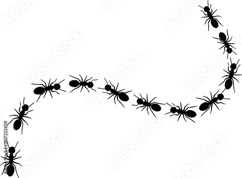 Ant colony forming a path or trail, illustrating organization and teamwork

