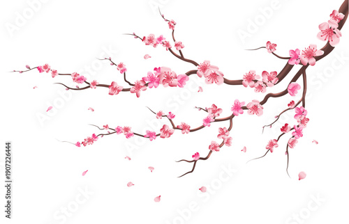 Sakura branch. Pink flowers blooming. Cherry tree