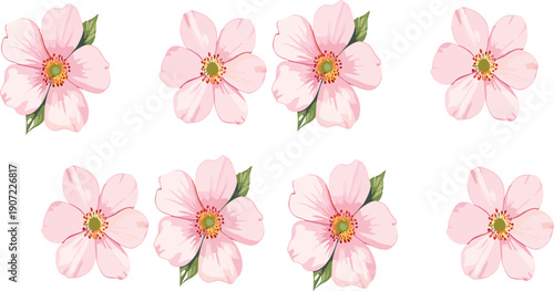 Soft pink blossom flower collection vector illustration featuring delicate botanical floral elements isolated decorative set