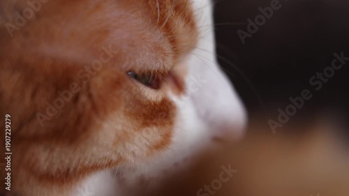 Side close up of a ginger and white domestic cat dozing indoors