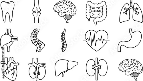 Human internal organs and anatomy vector icon set with brain, heart, lungs, stomach, kidneys, liver, and spine for medical education and healthcare infographics.