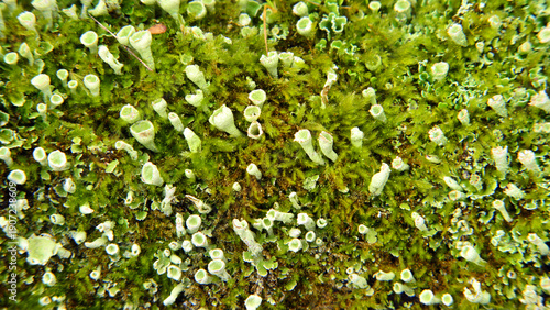 Tableau sur toile Lichen apothecia among mosses during damp winter days in Galicia, Spain