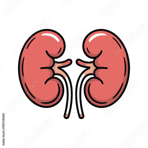 An illustration of two human kidneys on a white background
