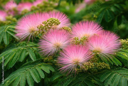 Silk tree Ombrella flower - Latin name - Albizia julibrissin Ombrella