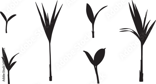 Black Solid Young Palm Sapling Silhouettes Set of Six on White Background