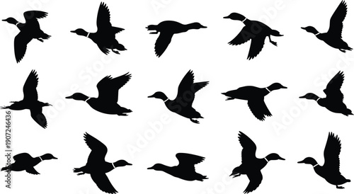 Flying duck silhouettes collection, wild bird flight poses set, black waterfowl illustration isolated on white background