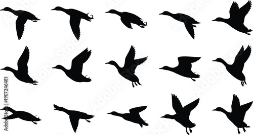 Flying duck silhouettes set, wild waterfowl flight poses collection, black bird vector illustration isolated on white background