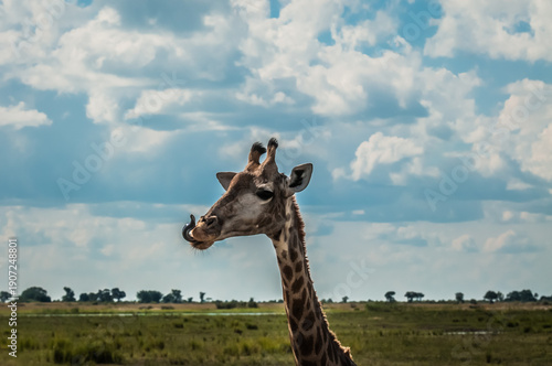 Giraffe Head and should aginst blue cloudy sky, with long tongue out