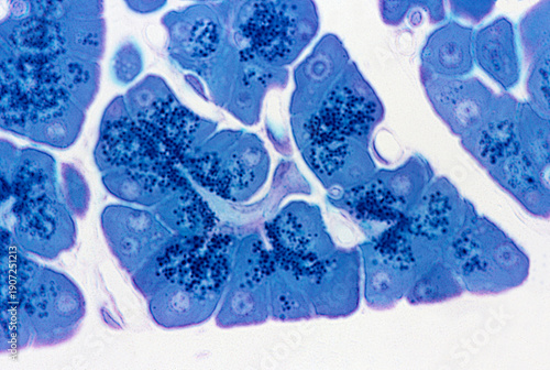 Foto Exocrine gland. Intercalated duct