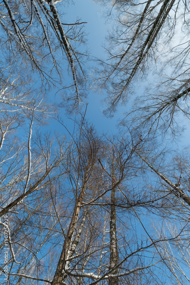 Obraz premium Tall birch trunks reaching into sky, snowdusted branches, clear blue background, meditative upward gaze, vertical composition ideal for mindfulness and growth metaphors