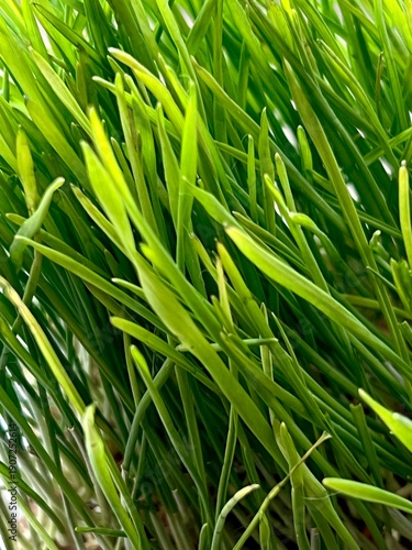 green grass background