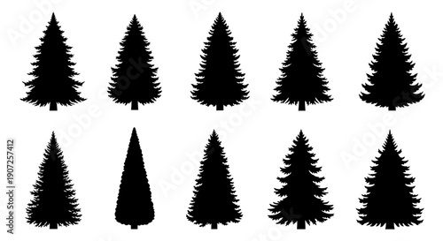 Black silhouette illustrations of various evergreen coniferous trees