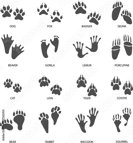 Collection of animal footprint silhouettes featuring wild and domestic species. Clean and simple track icons suitable for wildlife education, nature guides, hunting themes, camping design, and environ