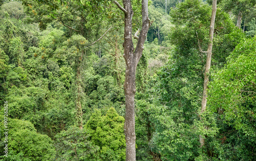Bilde på lerret Aerial view of virgin rainforest in Borneo, Sabah, Malaysia.