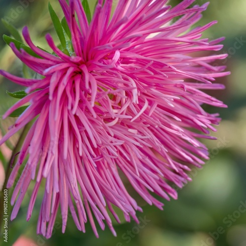Daisy-like, full aster flower with many deep pink petals and yellow disc florets, almost covered with shaggy petals.