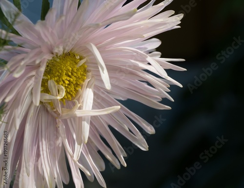 Daisy-like aster flower with many pale pink petals and bright yellow disc florets.