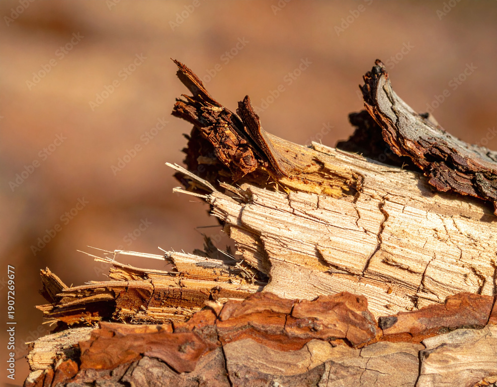 Fototapeta premium Capture the raw essence of nature with this detailed macro of splintered tree bark. This rugged texture symbolizes resilience and decay, making it ideal for environmental or timber designs.