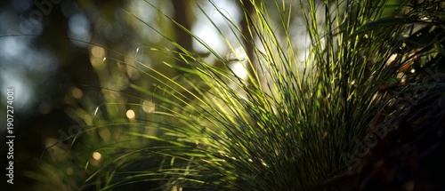 Panel kuchenny z motywem Serene green grass swaying gently in morning sunlight