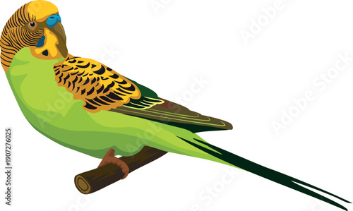Budgerigar sit on tree branch. Bird pet icon