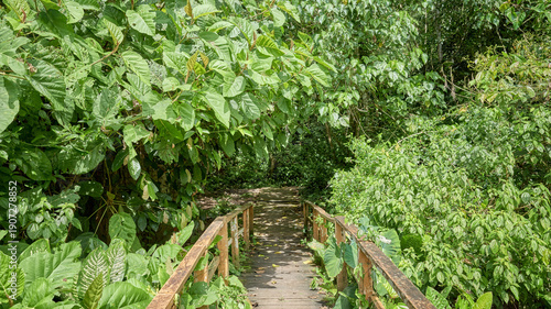 Vászonkép Path in virgin rainforest in Borneo, Sabah, Malaysia.