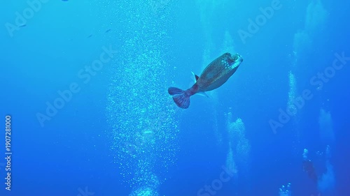 Wallpaper Mural Сurious boxfish glides gracefully through the deep blue water, its patterned body catching the light. Bubbles trail behind, adding a magical touch to this underwater scene. Torontodigital.ca