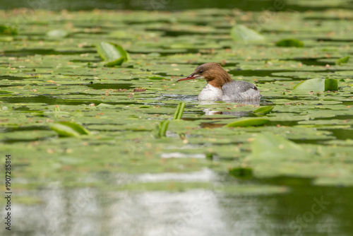 Canvas Print Swimming common merganser