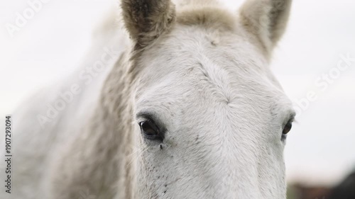 A close up of a white horses eyes in a pasture. Provincia de Buenos Aires, Argentina.