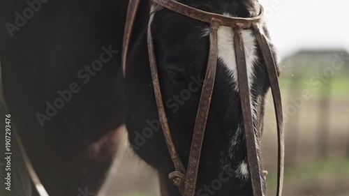 A close up on a black horses eyes with a harness around their head. Provincia de Buenos Aires, Argentina.