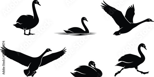 Collection of black swan silhouettes featuring various graceful poses including swimming, flying with open wings, standing, walking, and resting for nature design.