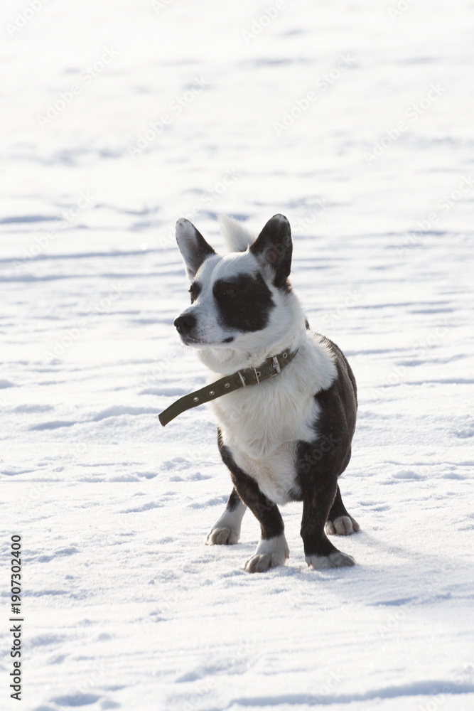 Obraz premium Dog Plays Happily. Energetic Canine Fetches Through Snow. Playful Dog Dashes With Stick In Winter Snow