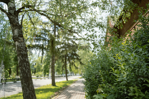 Spring green sunny day on sidewalk with birch and fir trees on Olminsky Street, Biryuch, Belgorod region, Russia.