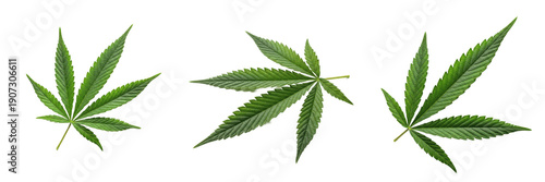 Set of Green Cannabis Leaves, Medical Marijuana and Herbal Hemp Foliage Collection Isolated on Transparent Background, PNG Cutouts