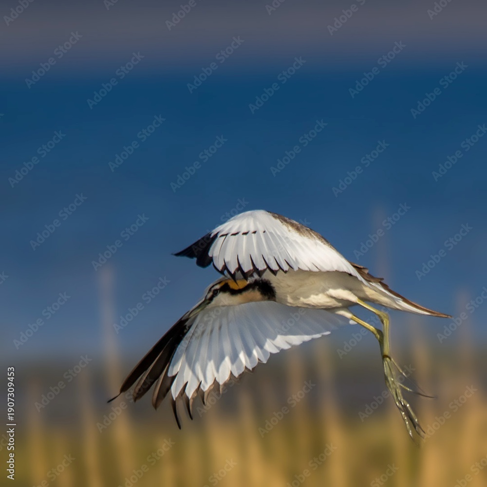 Fototapeta premium “Wings of the Wetland Spirit”
