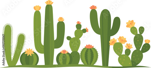 Flowering cactus landscape illustration with saguaro and prickly pear plants in flat vector style, desert nature scene isolated on white background.
