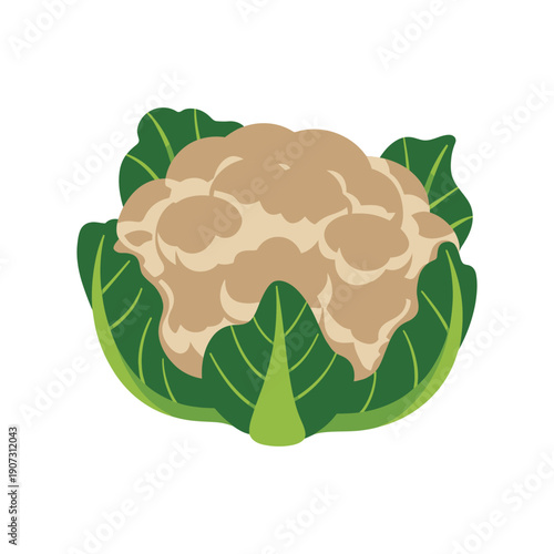 A vibrant illustration of a fresh cauliflower with green leaves on a white background
