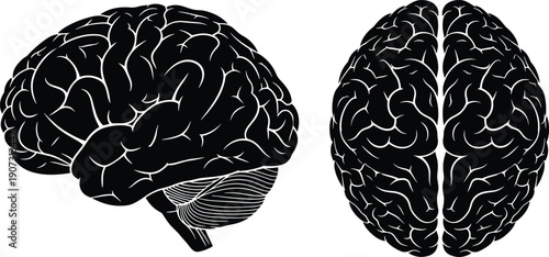 Black-and-White Human Brain Illustrations Showing Lateral and Superior Views, Highlighting Cerebrum, Cerebellum, and Hemispheres for Medical Design