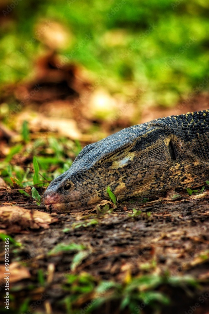 Obraz premium lizard in the grass