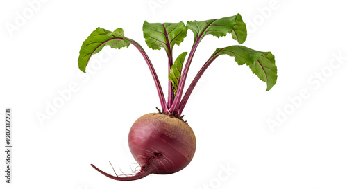 Photos Whole round red beet with vibrant green leaves and purple veins, roots visible, isolated on transparent background