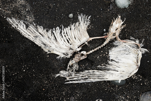Skeleton of a gull lying on a black beach