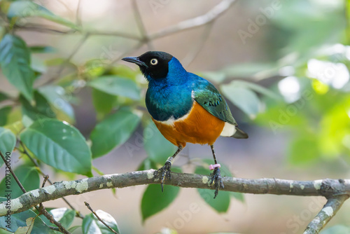 Superb Starling sitting on a tree branch at an aviary in the zoo.