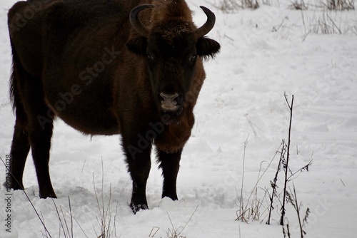 European Bison (Bison bonasus) in the Wild — Winter Scene in Oryol Polesye National Park, Russia