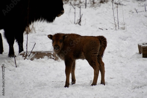 European Bison (Bison bonasus) in the Wild — Winter Scene in Oryol Polesye National Park, Russia