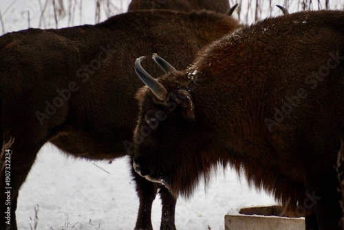 European Bison (Bison bonasus) in the Wild — Winter Scene in Oryol Polesye National Park, Russia