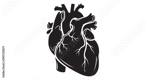 Anatomical human heart illustration with detailed coronary arteries and veins in black and white for medical or educational purposes.