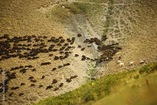 A flock of sheep in the mountains
