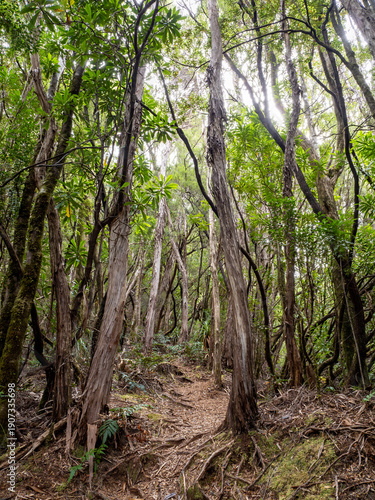 Forest on the way to Mount Murchison, Tasmania