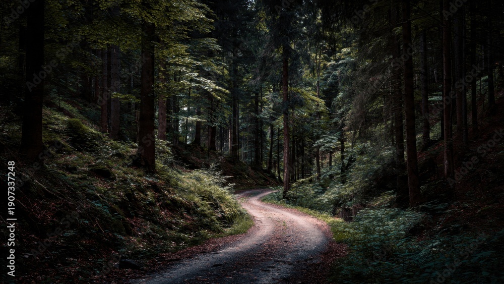 Obraz premium Winding Road Through Dark Forest