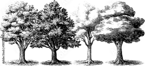 Four seasons allegory in vintage botanical illustration for nature's cycle