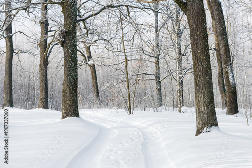 Winter forest path with footprints in fresh snow on a sunny day