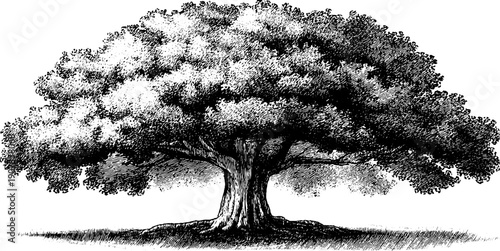 Vintage botanical engraving of solitary tree depicting human emotion and solitude